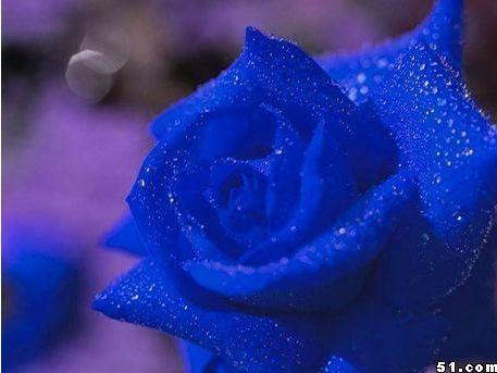 蓝色妖姬在线观看,网络奇缘，揭秘虚拟世界的爱情传奇  第1张